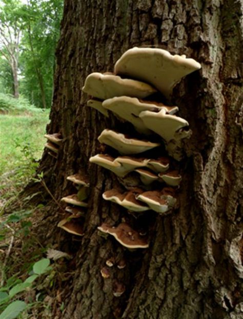 An extensive deck of maturing brackets on oak near Windsor Great Park, Surrey